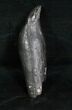 Large Fossil Sperm Whale Tooth - / (Miocene) #4702-1